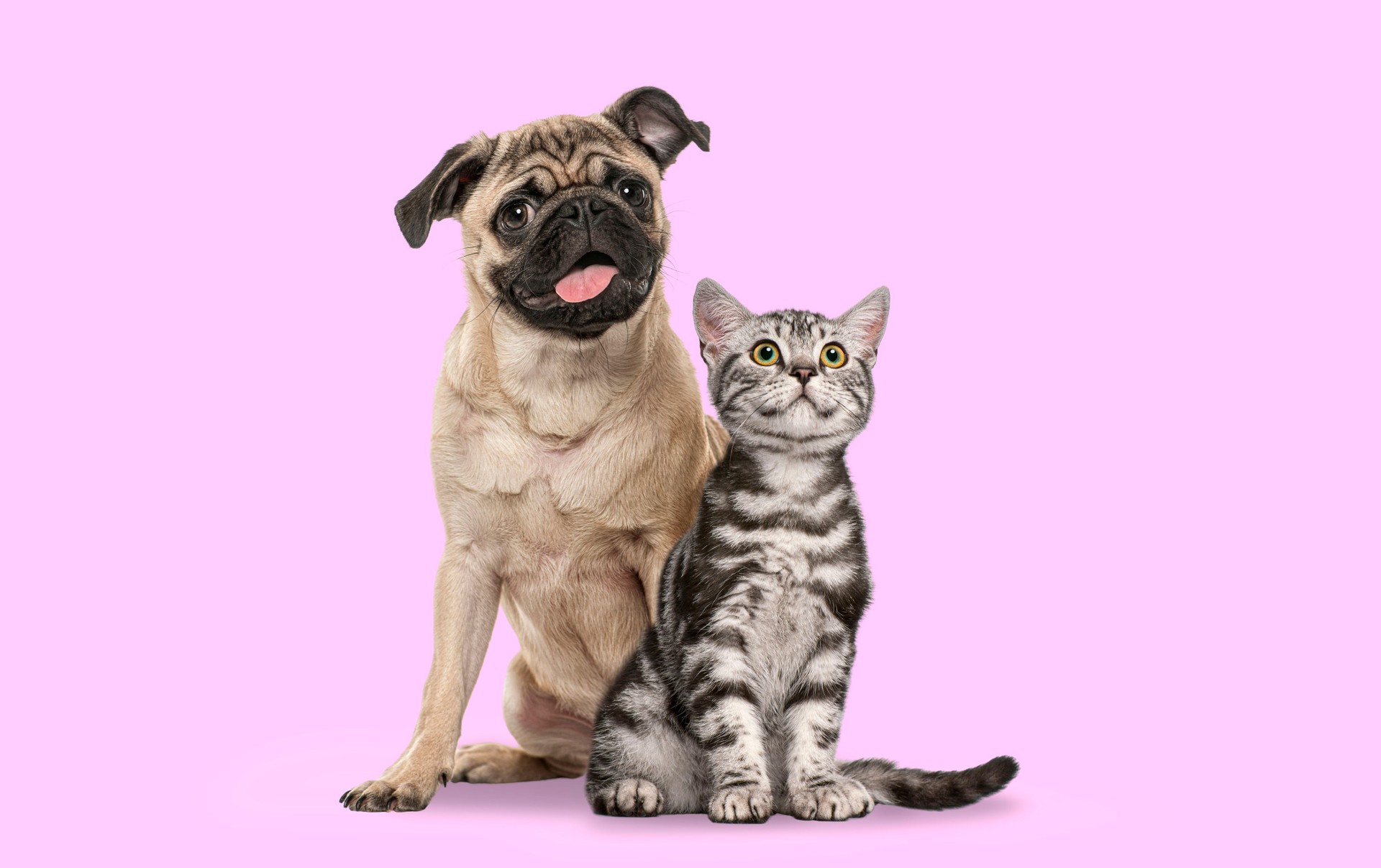 Pug dog and British Shorthair kitten sitting side by side together on a pink background
